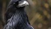 raven-bird.jpg