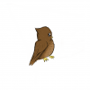 owl.png