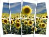 field of sunflowers.jpg